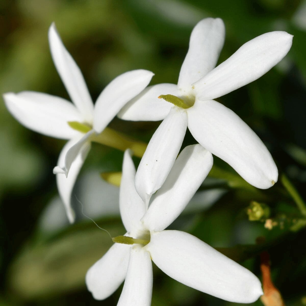 Jasmine