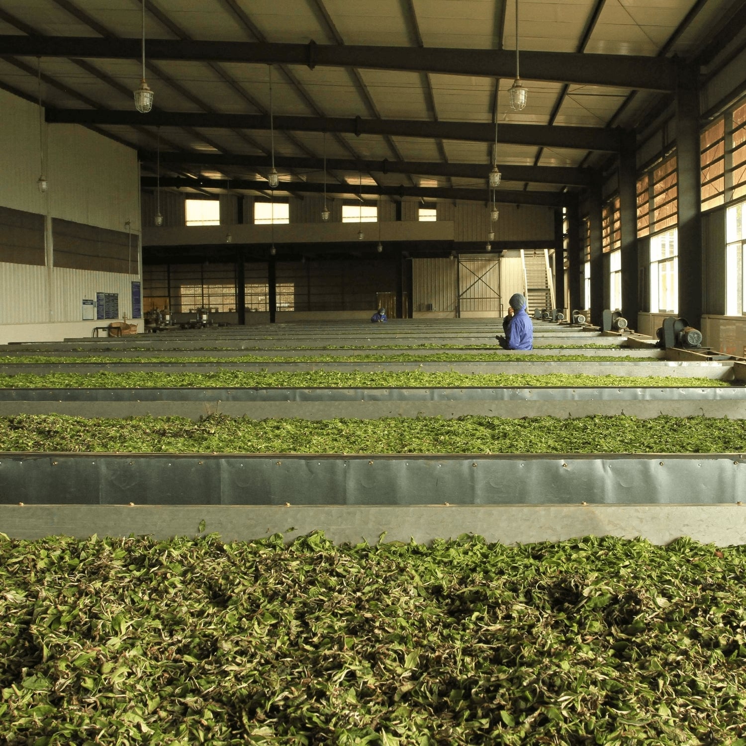 Herbal Slim Green Tea